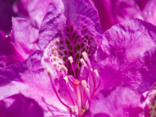 Rododendrón ´Bohlken´s Lupinenberg Laguna´