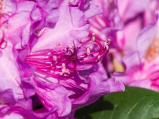 Rododendrón ´Pink Purple Dream´