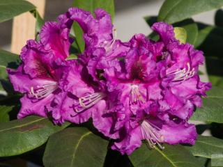 Rododendrón ´Rasputin´ Balenie: kontajner p9