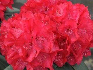 Rododendrón ´Wladyslaw Jagiello/Royal Red´ Balení: kontajner p9