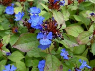 Rohoblizník olovníkovitý- Ceratostigma plumbaginoides