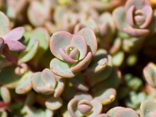 Rozchodník cauticola ´Lidakense´ - Sedum cauticola ´Lidakense´