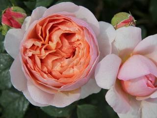 Ruža ´Peter-Paul Rubens®´
