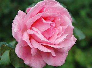 Ruža ´Queen Elizabeth Rose®´