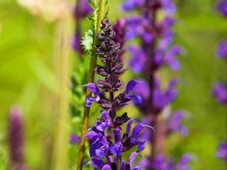 Šalvia hájna ´Mainacht´ - Salvia nemorosa ´Mainacht´