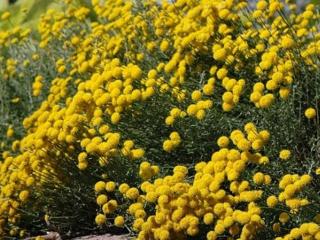 Santolina cypruštekovitá- Santolina chamaecyparissus ssp. tomentosa Balení: kontejner p14