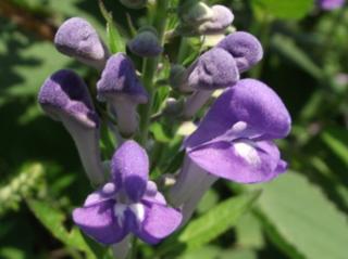 Šišák šedý - Scutellaria incana