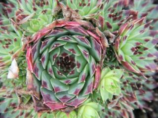 Skalnica vápnomilná ´Bicolor´ - Sempervivum calcareum ´Bicolor´