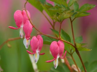 Srdcovka nádherná - Dicentra spectabilis Balenie: kontajner p11