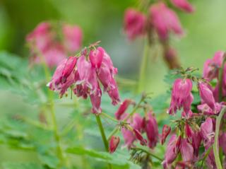 Srdcovka nízka ´Luxuriant´ - Dicentra 'Luxuriant'