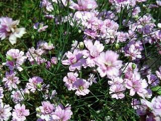 Tunika lomikameňovitá ´Rosette´ - Petrorhagia saxifraga ´Rosette´ Balenie: kontajner p9