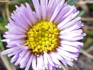 Turica leiomerus - Erigeron leiomerus