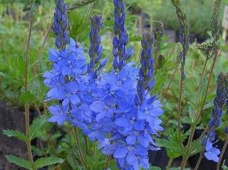 Veronika hrdobarkovitá ´Konigsblau´ - Veronica teucrium ´Konigsblau´