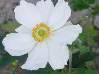 Veternica japonská ´Honorine Jobert´ - Anemone japonica ´Honorine Jobert´