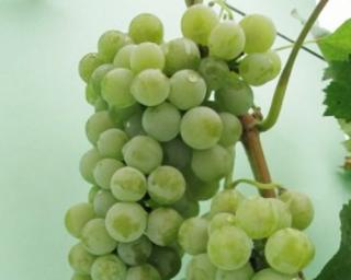 Vinič´Pinot Blanc´