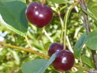 Višňa zakrslá 'Kerr's cherry'