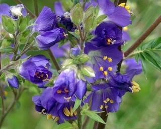 Vojnovka belasá - Polemonium caeruleum Balenie: kontajner p11