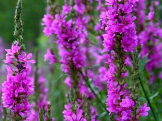 Vrbica vŕbolistá  -Lythrum salicaria