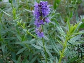 Yzop lekársky- Hyssopus officinalis Balenie: kontajner p14