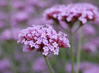 Železník argentínsky - Verbena bonariensis Balení: kontajner p17