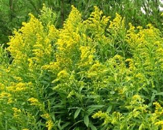 Zlatobyľ kanadská 'Goldkind' - Solidago canadensis 'Goldkind' Balenie: kontajner p11