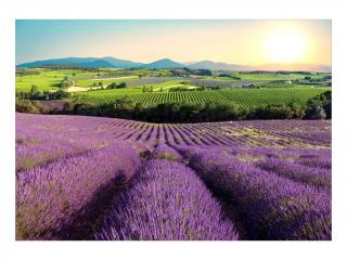 Samolepiaca fototapeta Lavender Field