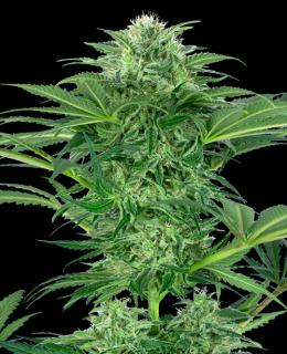 Skunk Dream CBD Feminized Seeds 10ks SENSI SEEDS