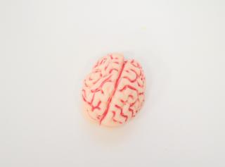 Mozog