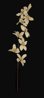 Kvety zlatej orchidey (Dĺžka cca 90 cm)