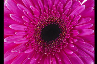 Obraz na plátne - fuchsia flower (Digitálna tlač na canvasové plátno 70 x 50 cm )