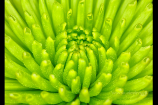Obraz na plátne - green flower (Digitálna tlač na canvasové plátno 70 x 50 cm)