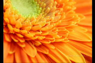 Obraz na plátne - orange flower (Digitálna tlač na canvasové plátno 70 x 50 cm)