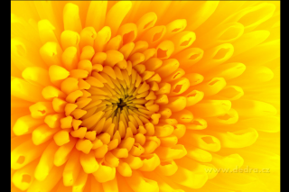 Obraz na plátne - yellow flower (Digitálna tlač na canvasové plátno 70 x 30 cm )