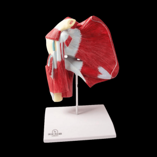 Anatomický model ramena s hlbokými svalmi