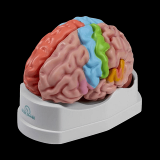 Funkčný a oblastný model mozgu 5 častí