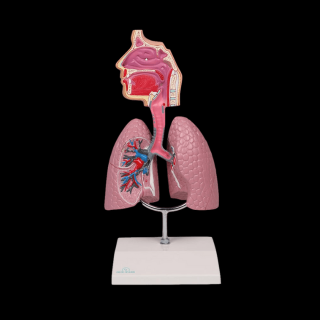 Ľudský dýchací systém - rozšírená anatómia