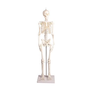 Mini model ľudskej kostry PAUL s pohyblivou chrbticou