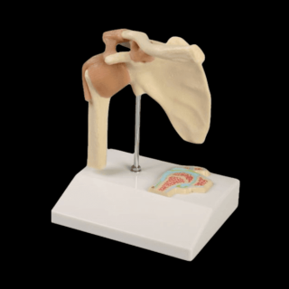 Mini model s prierezom ramenného kĺbu