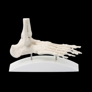 Model kostry ľudského chodidla