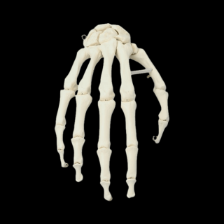 Model kostry ľudskej ruky ERLER ZIMMER