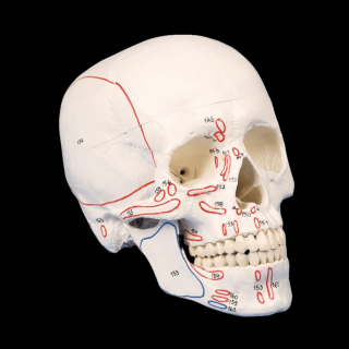 Model lebky s vyznačením svalových úponov