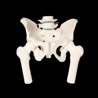 Model panvy s bedrovými stavcami a kostrčou