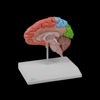 Model polovice mozgu oblastný
