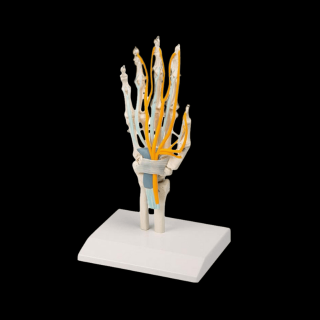 Model ruky šľachami, nervami a karpálnym tunelom