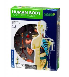 Model ľudského tela (260830)