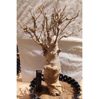Sadenice baobabu zo Senegalu, 15 rokov