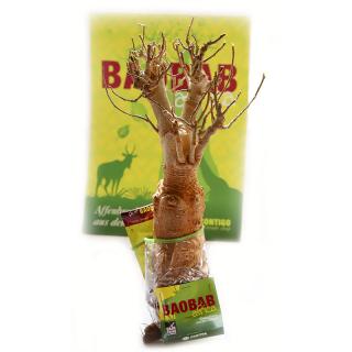 Sadenice baobabu zo Senegalu, 8-9 rokov