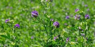 Lucerna siata GIULIA 250g (Lucerna siata)
