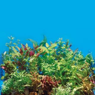 Akváriové rastliny | Kolekcia pre akvárium do 240L (Kolekcia rastlín pre akvárium do 240L)