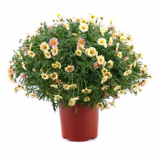 Argyranthemum v plastovom obale